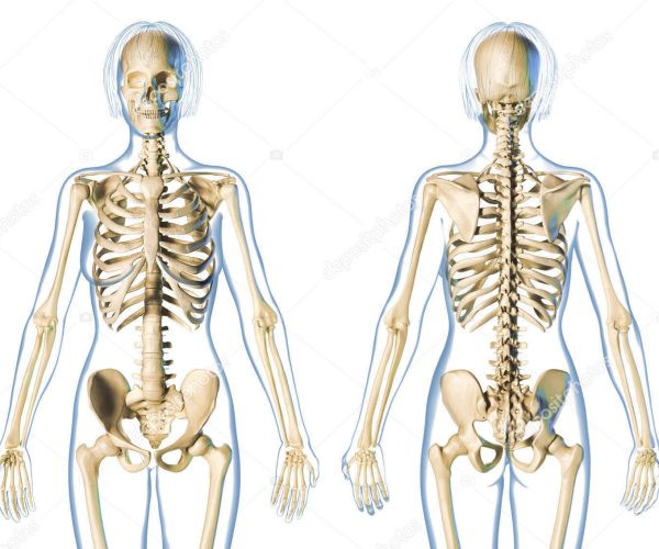 Woman skeletal system front and rear views. On white background.